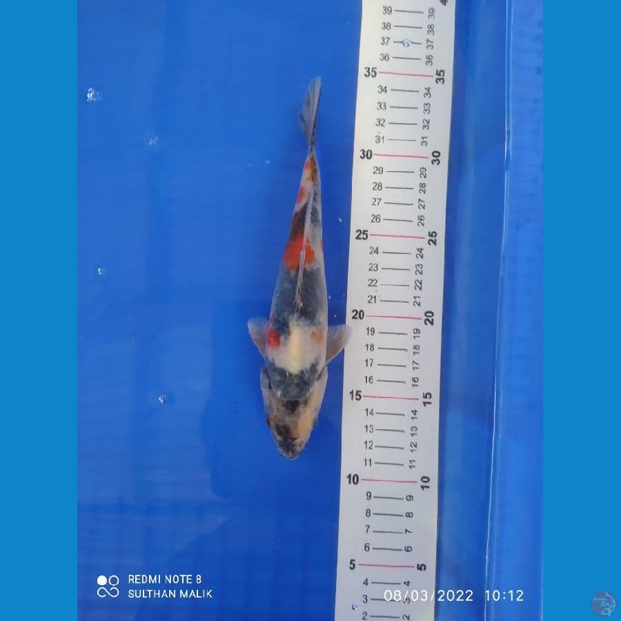 showa 21 cm