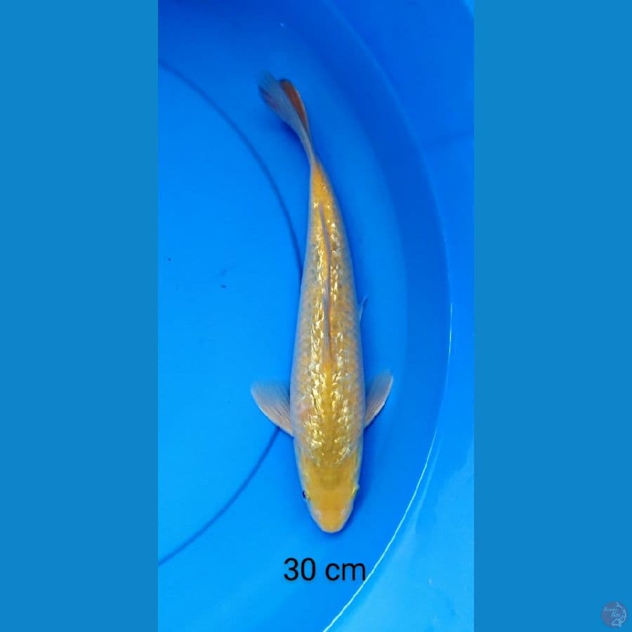 karashi ginrin punuk 30 cm