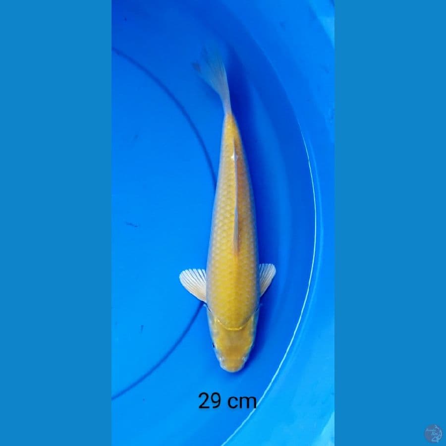 karashi punuk 29 cm