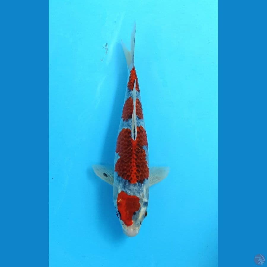 gosiki 28cm