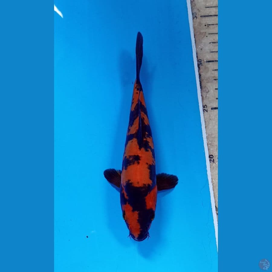 utsuri doitsu 19cm