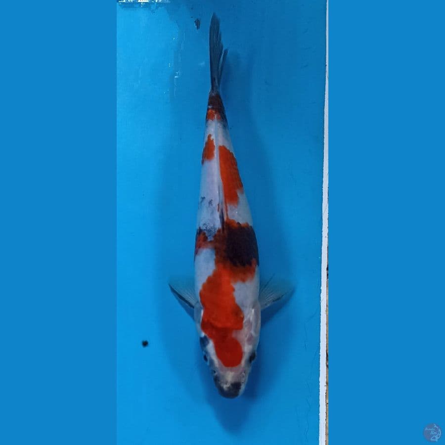 showa 20cm