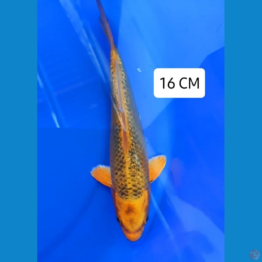Matsuba Ginrin 16 CM