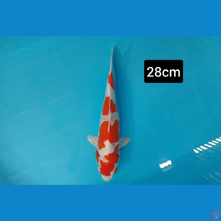 Kohaku