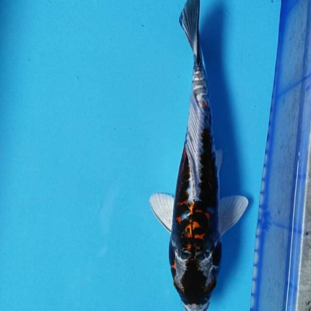 Beauty antique 34cm
