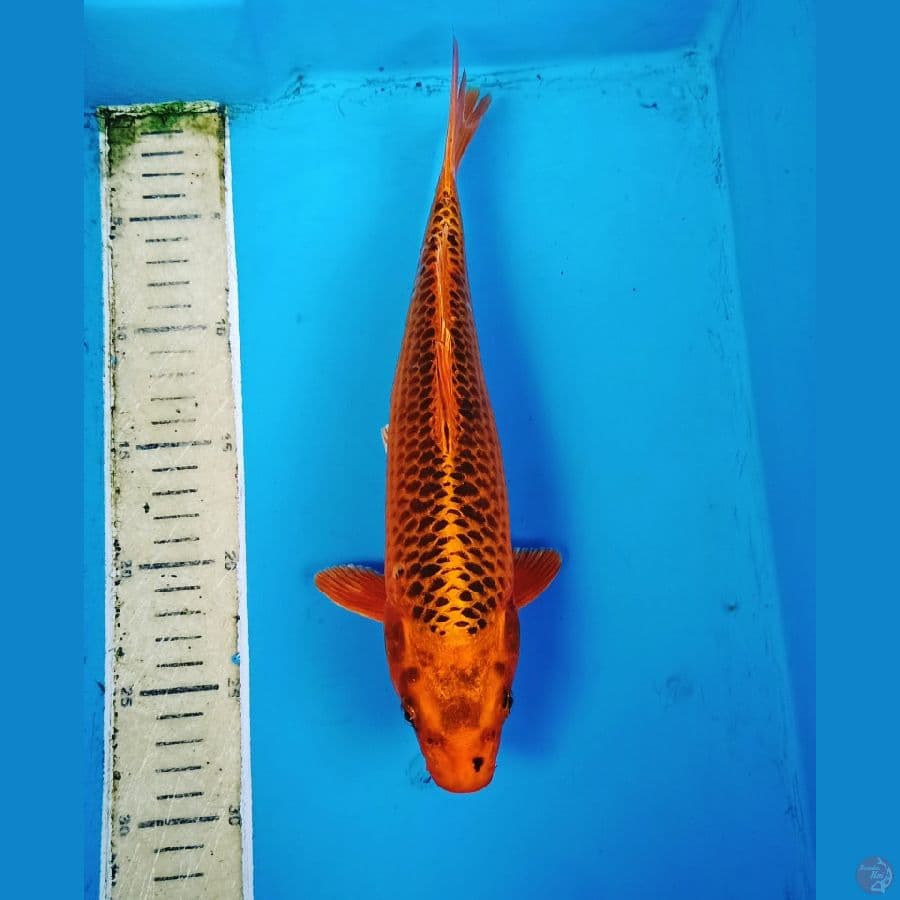 kin matsuba 30cm
