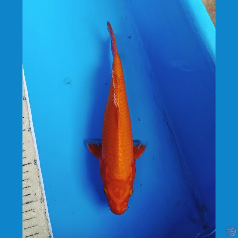 orenjie ogon 30bu