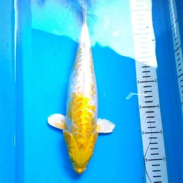 DOITSU HARIWAKE 34 cm