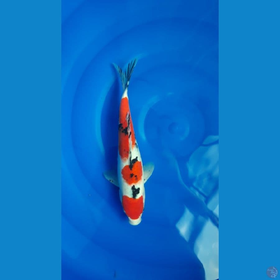 SANKE / 30cm