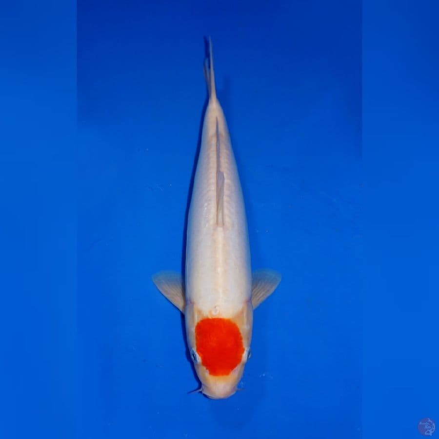 TANCHO KOHAKU DOITSU 32CM
