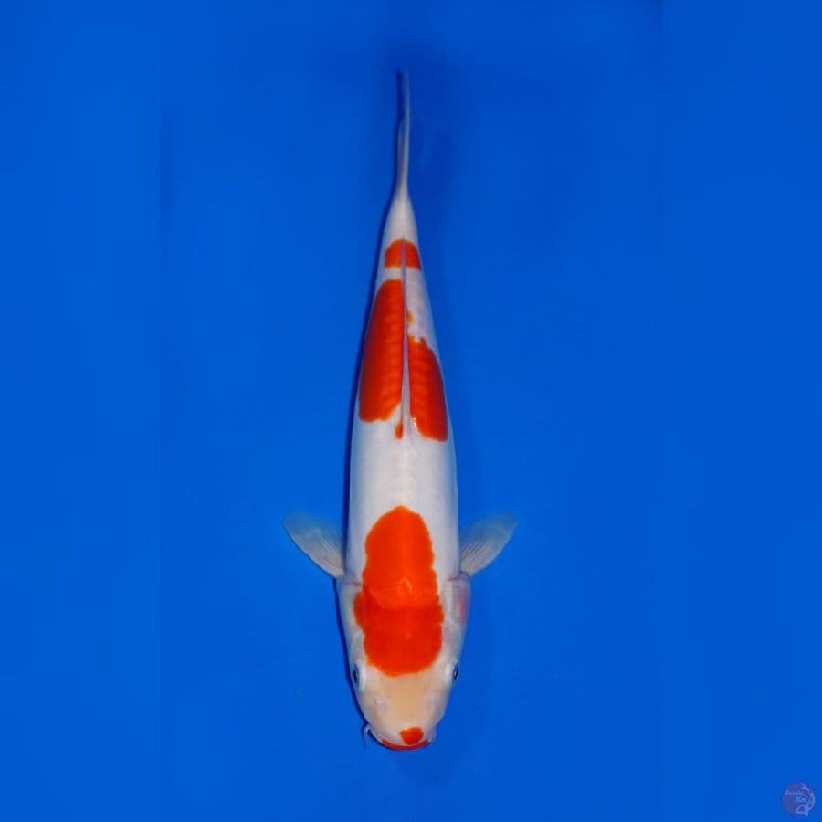 KOHAKU DOITSU 31CM