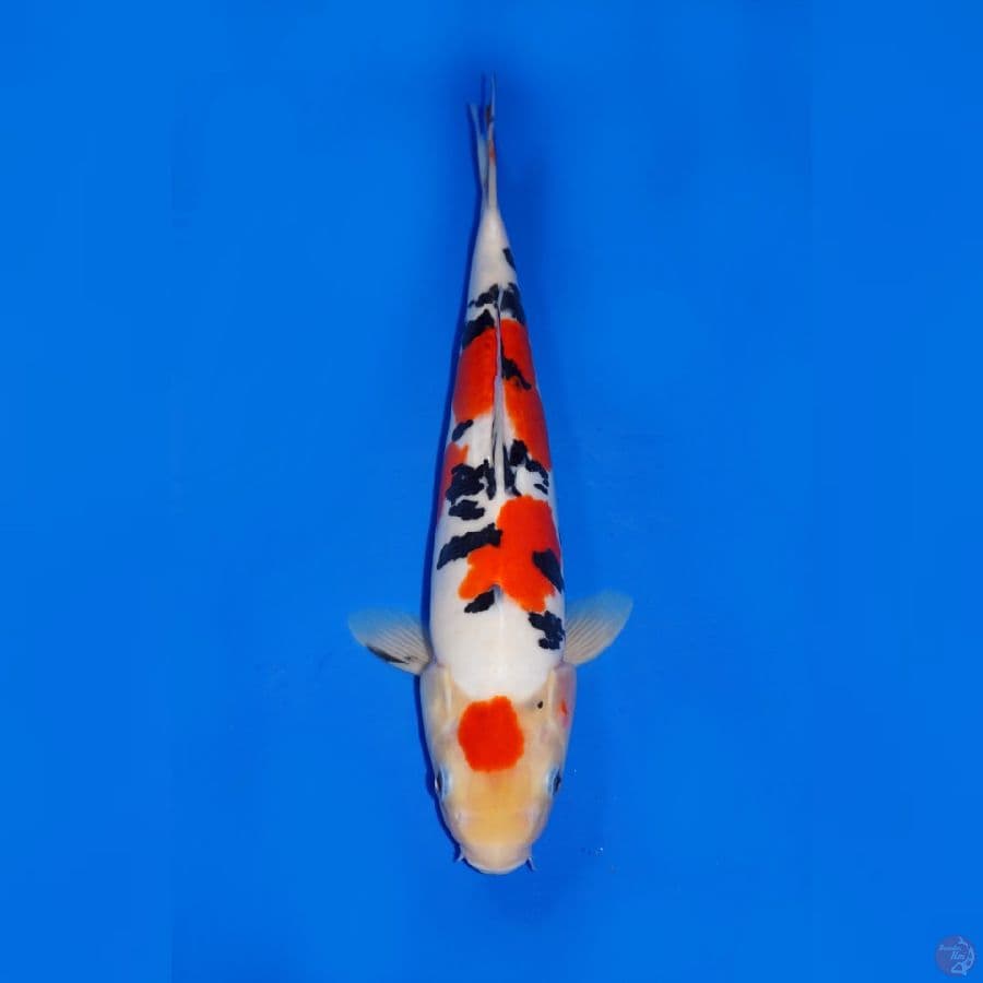 MARUTEN SANKE DOITSU 36CM