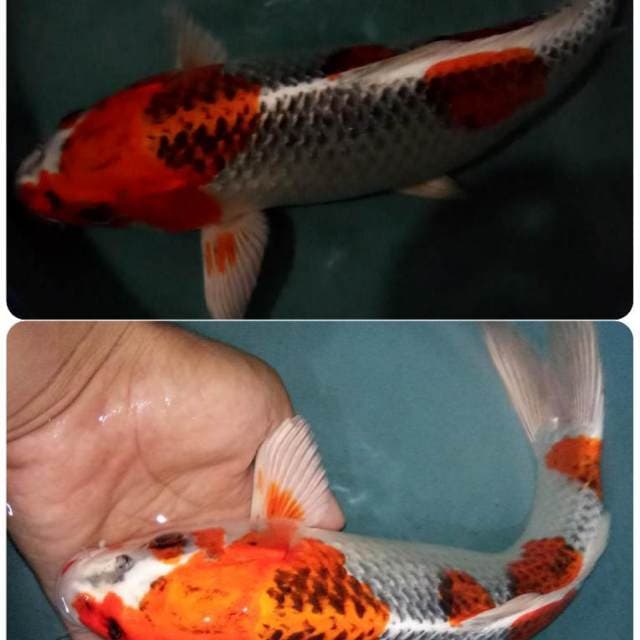 Kujaku koi HQ 36 cm