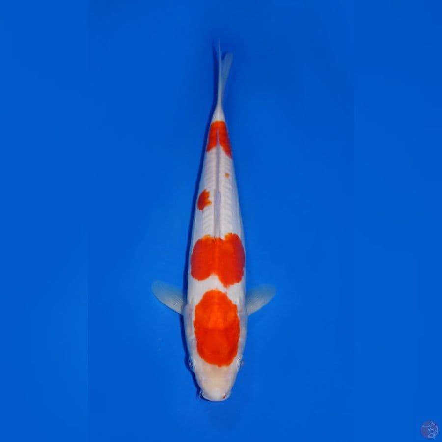 YONDAN KOHAKU DOITSU 30CM