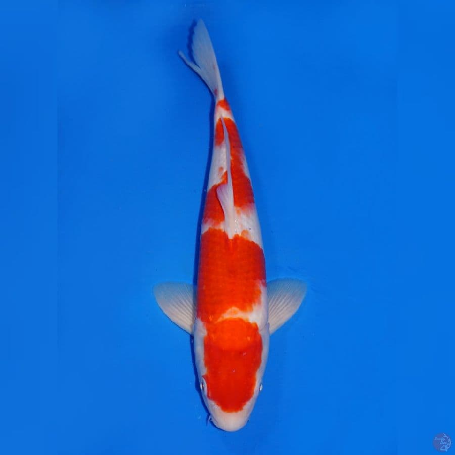 AI GOROMO 32CM