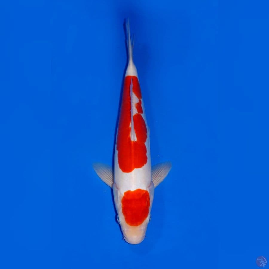 KOHAKU DOITSU 31CM