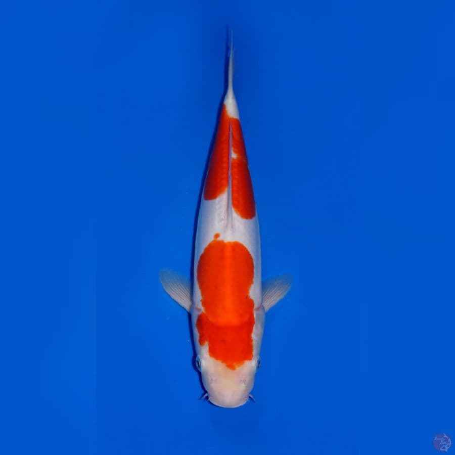 NIDAN KOHAKU DOITSU 33CM