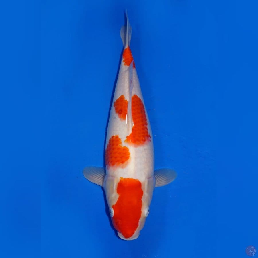 YONDAN KOHAKU 35CM