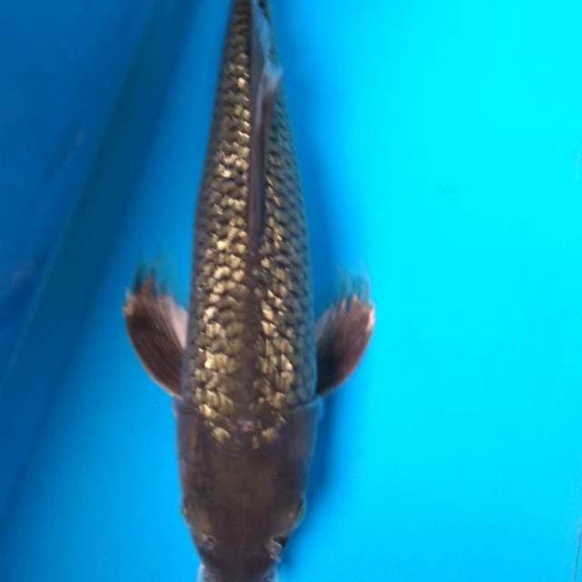 SORAGOI GINRIN KUMPAY 36 cm