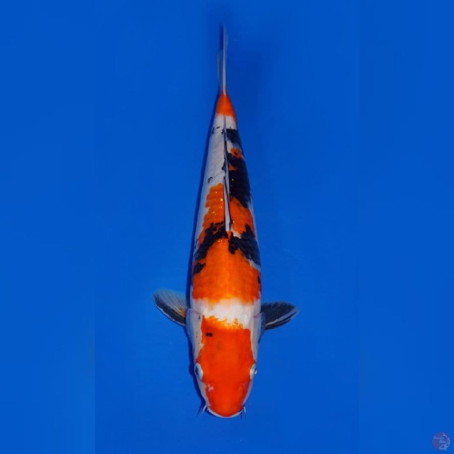 SHOWA 36CM 
