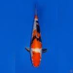 SHOWA 36CM 