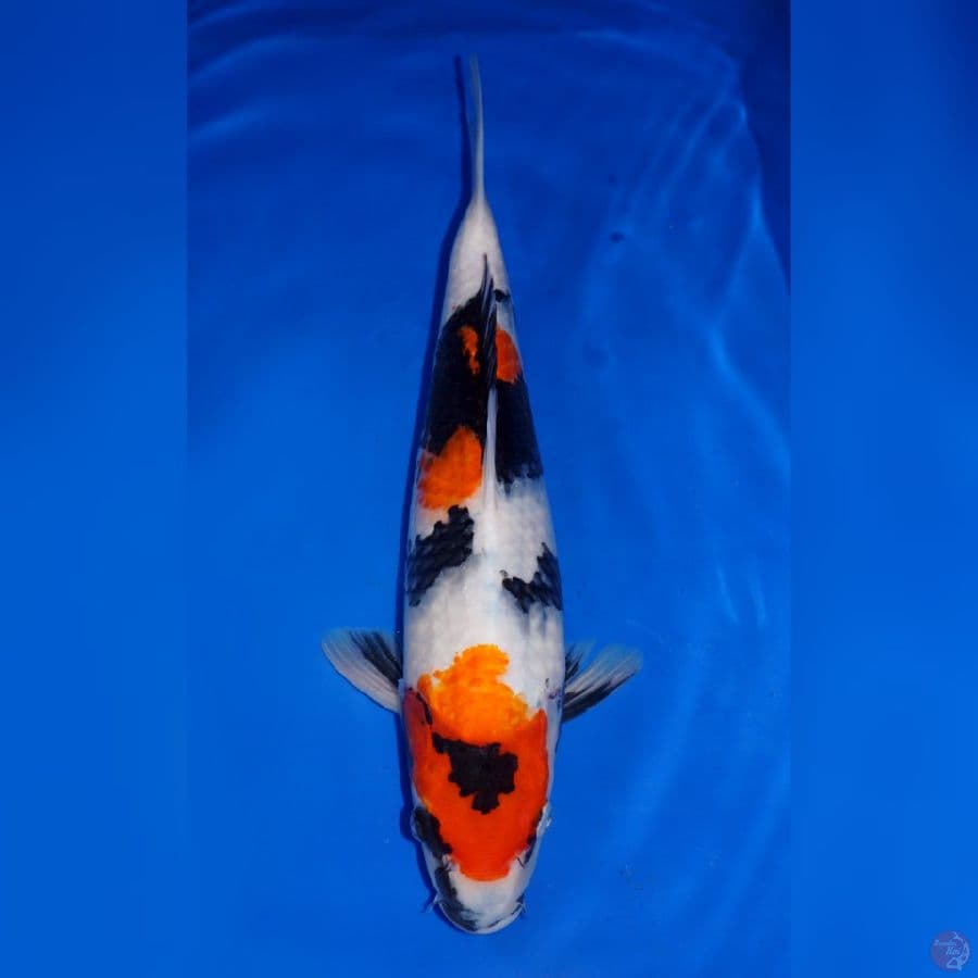 SANDAN SHOWA 36CM
