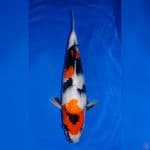 SANDAN SHOWA 36CM