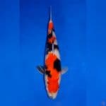 TATEGOI SHOWA HIGH QUALITY 37CM