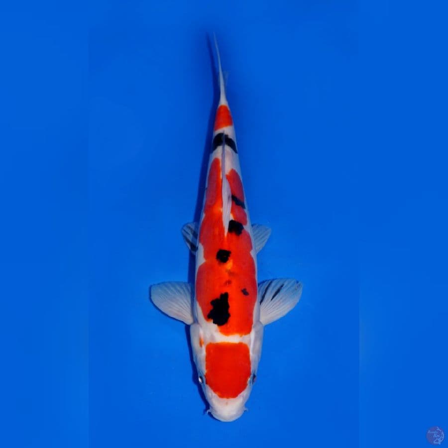 RED STRONG - DOITSU SANKE MARUTEN 31CM