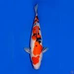MARUTEN SANKE 31CM