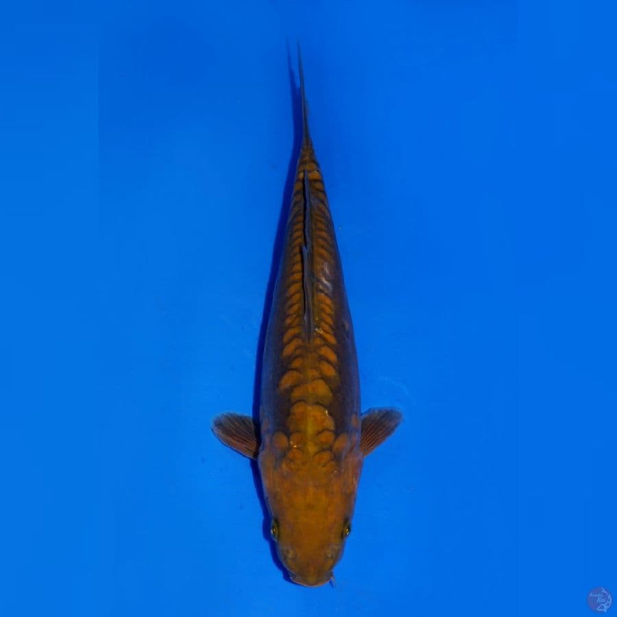 CHAGOI ARAGOKE 25CM