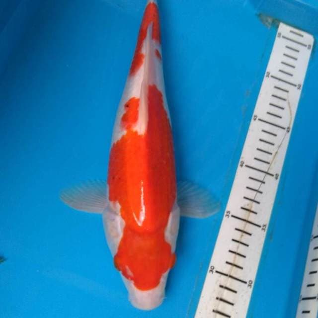 KoHAKU MONTOK 34 cm