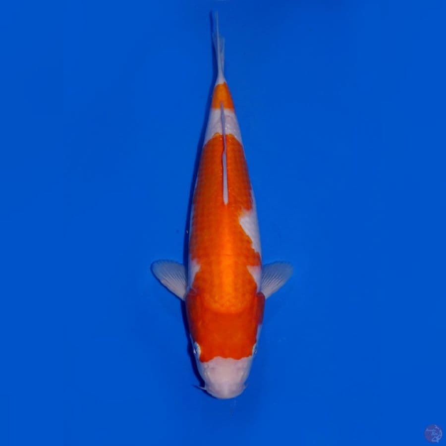 NIDAN KOHAKU 25CM