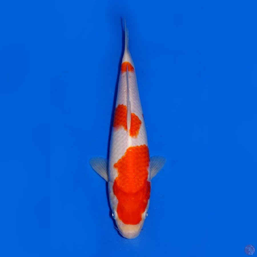 KOHAKU SANDAN