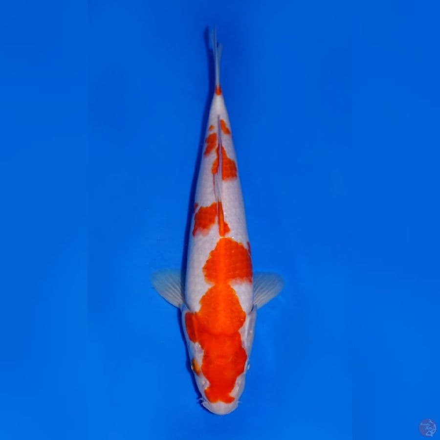 SAKURA KOHAKU ORIGINAL 26CM