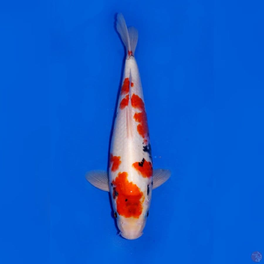 EVO - TATEGOI SHOWA 30CM MALE