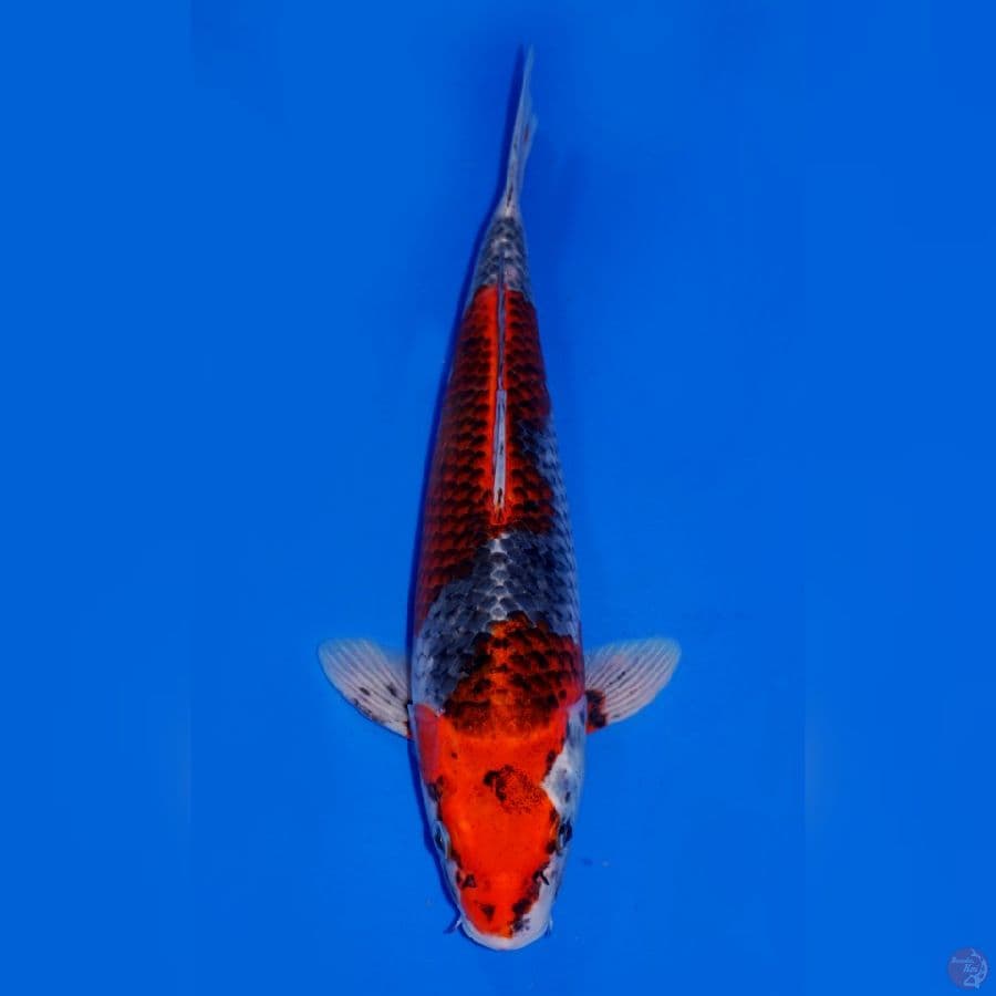 GOSHIKI RACING 30CM