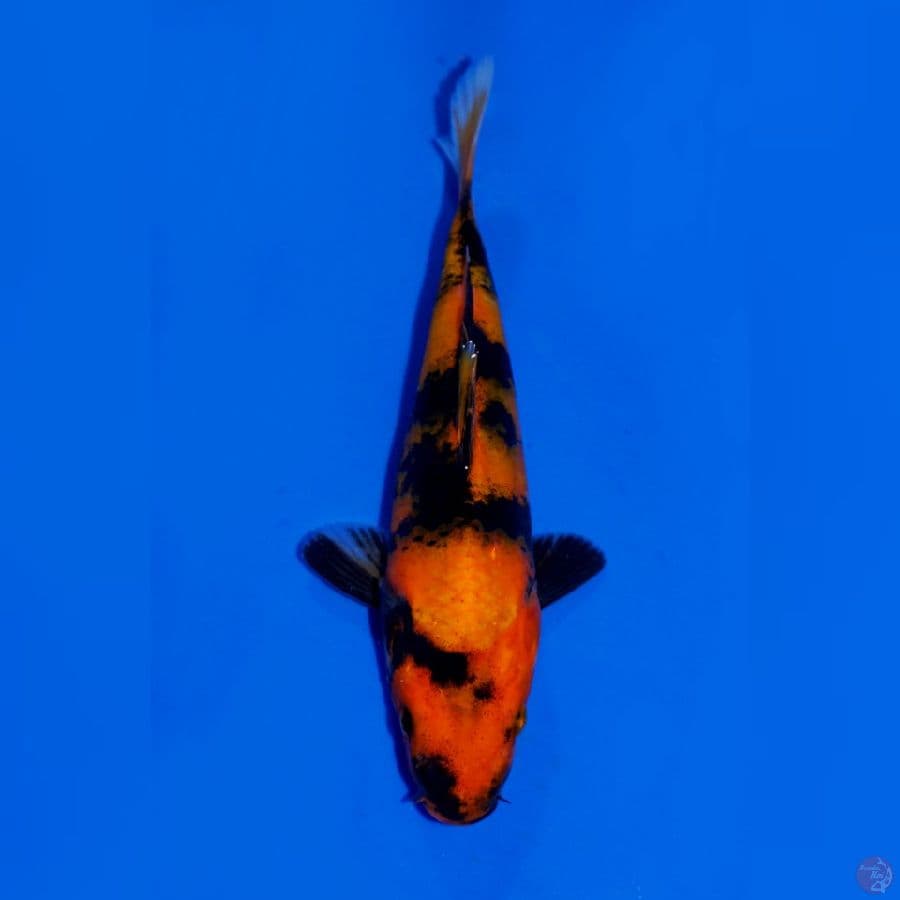 HI UTSURI 17CM