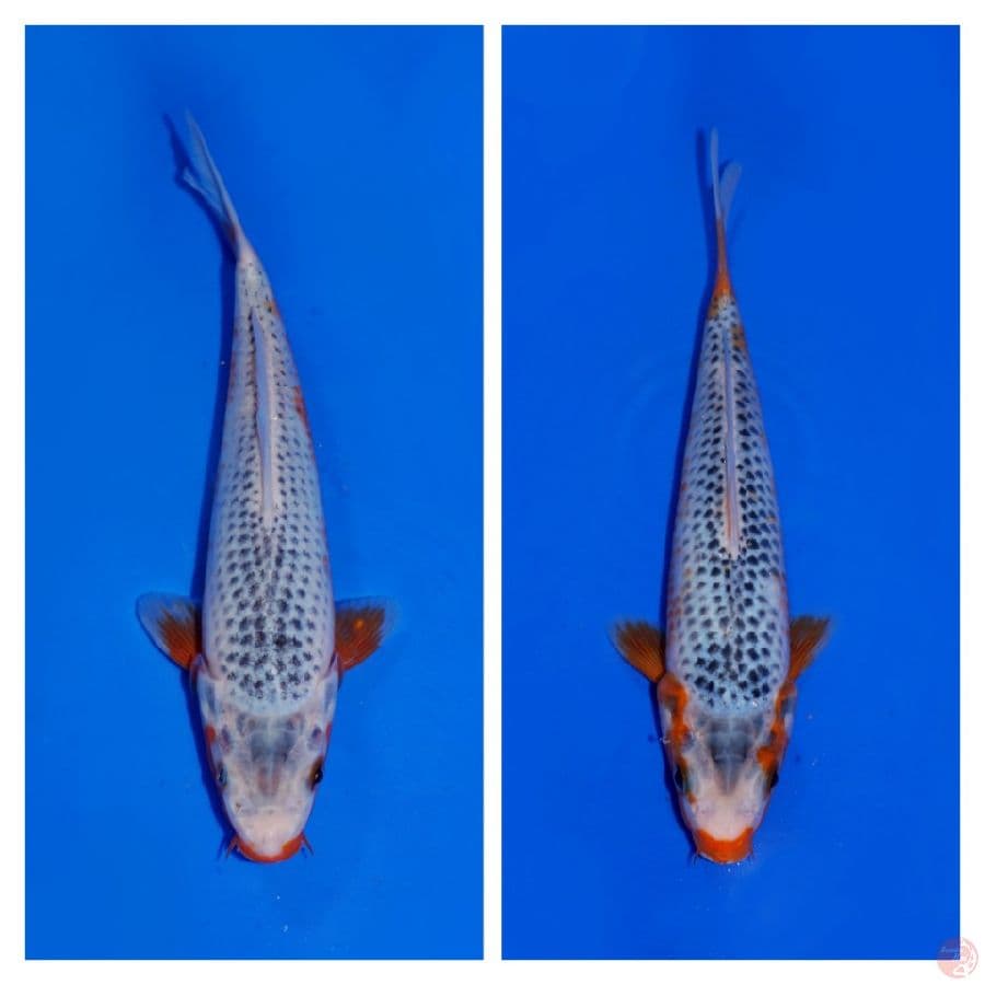 ASAGI 20&22CM
