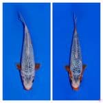 ASAGI 20&22CM