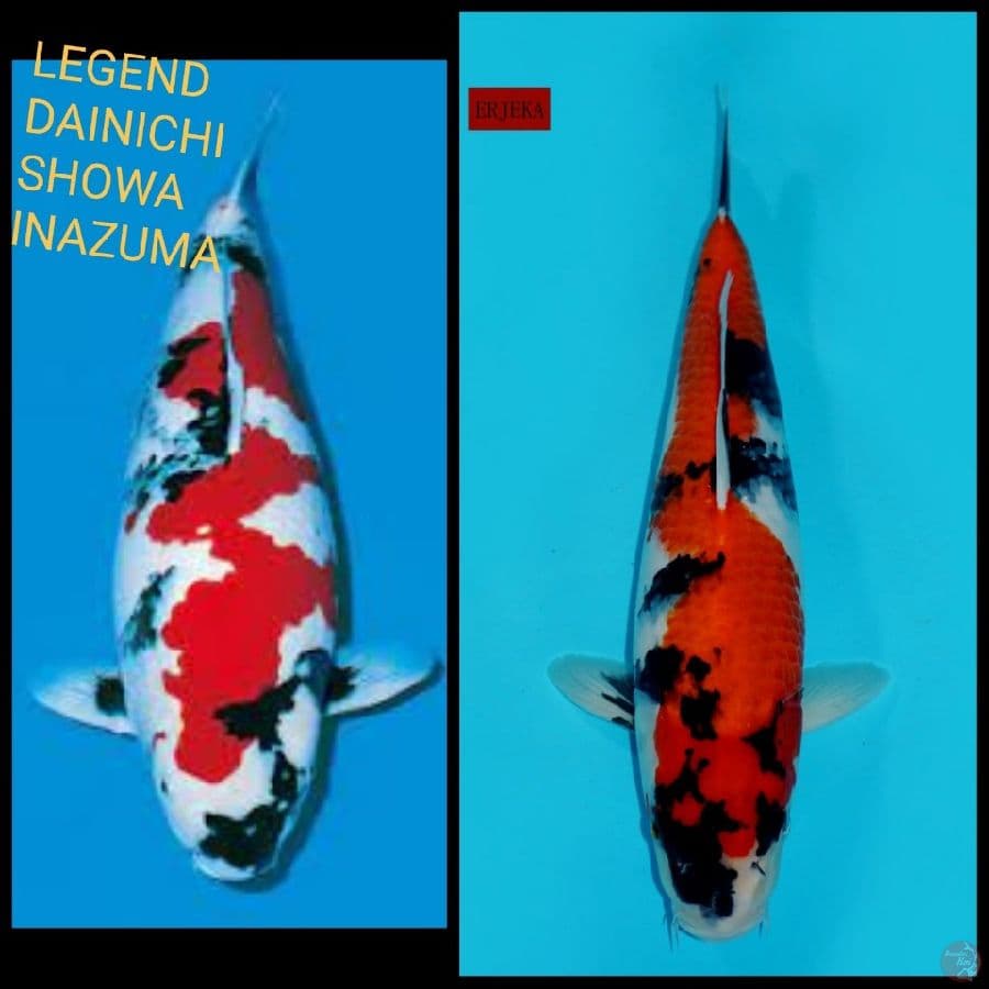 SHOWA INAZUMA, 36 CM