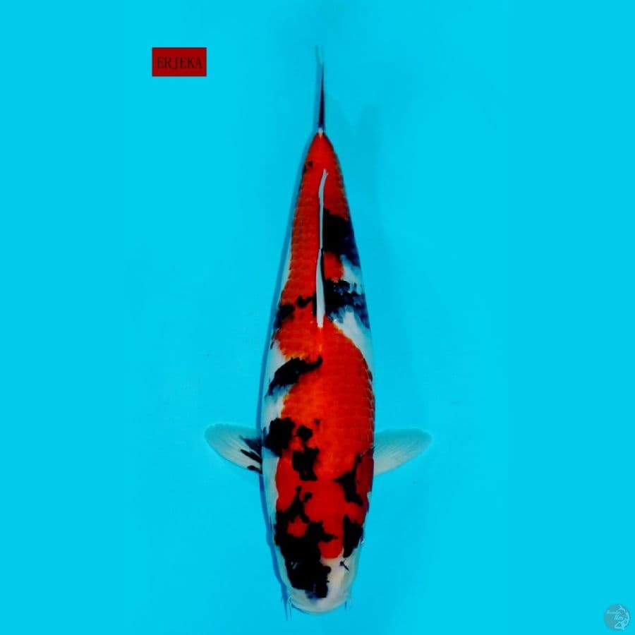 SHOWA INAZUMA, 36 CM