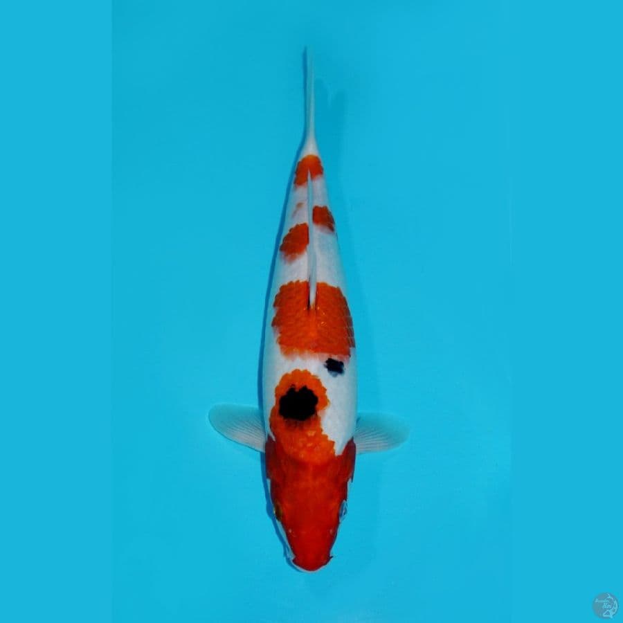 SANKE~35 CM
