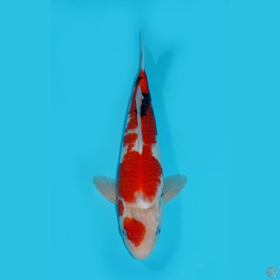 MARUTEN SHOWA•~ 32 CM