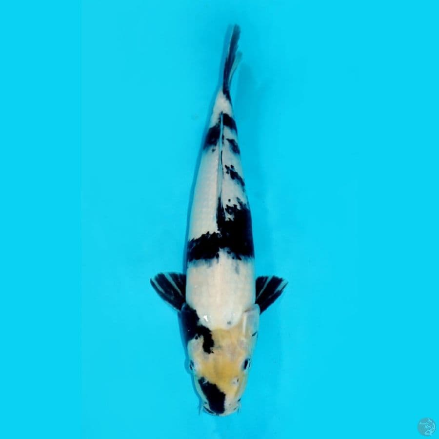 SHIRO, 34CM