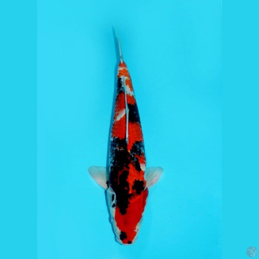 SHOWA, 33CM
