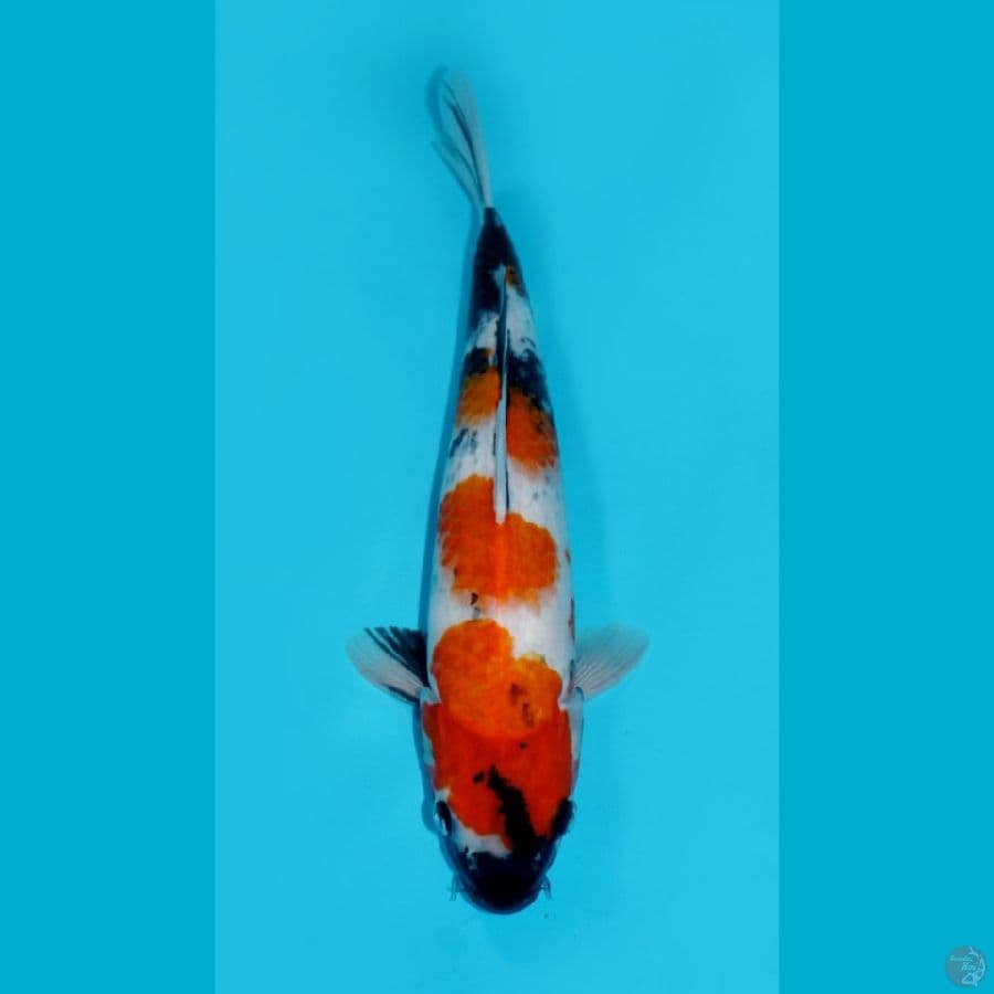 SHOWA, 34CM