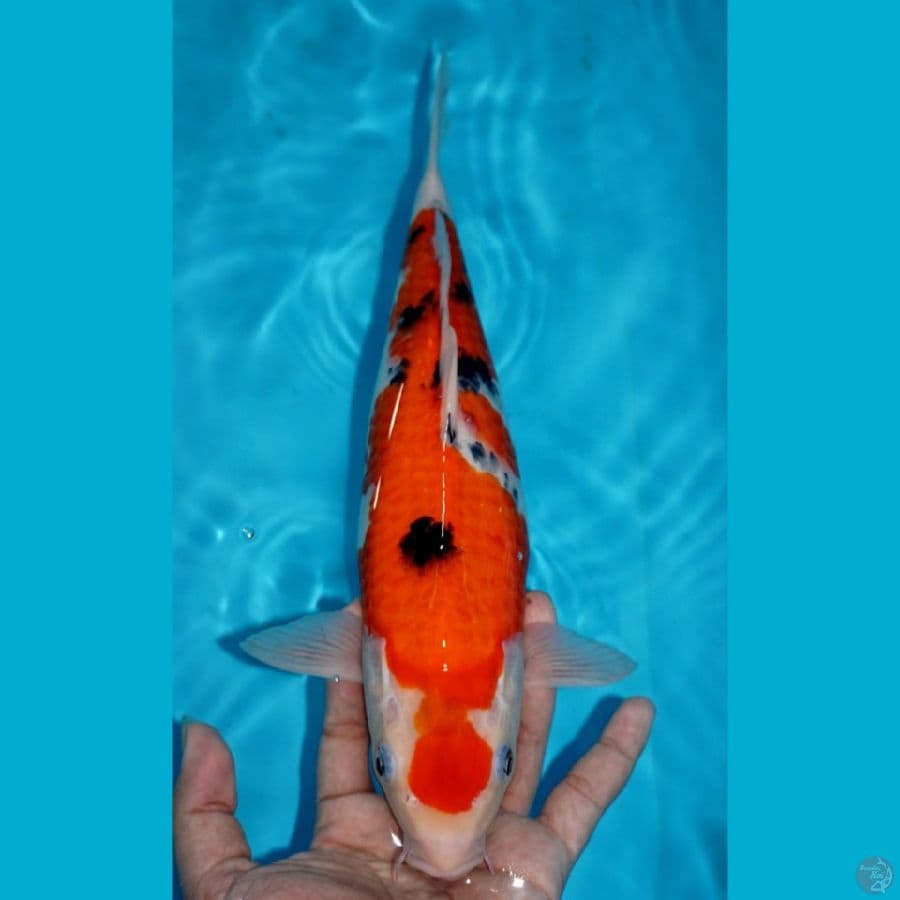 SANKE, 32CM