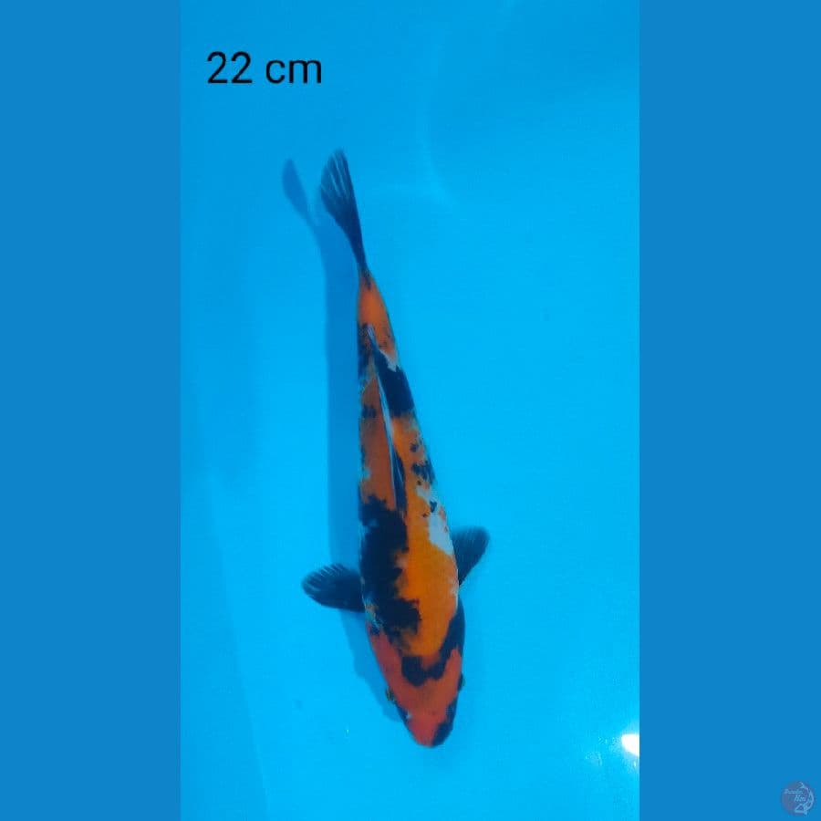 showa 22 cm