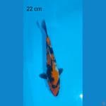 showa 22 cm
